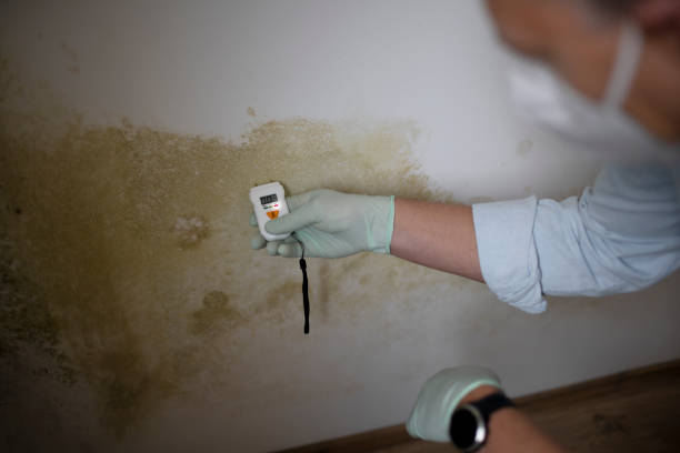 Best Office Mold Removal Services  in Seaville, NJ