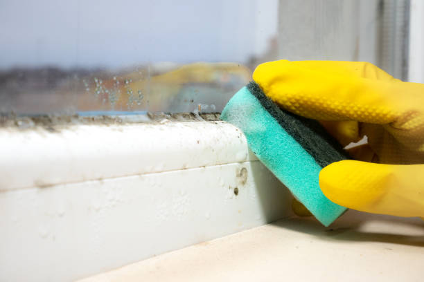 Best Mold Removal Near Me  in Seaville, NJ