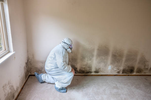 Best Mold Damage Repair  in Seaville, NJ