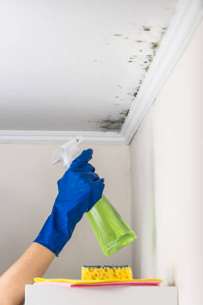 Best Professional Mold Removal  in Seaville, NJ