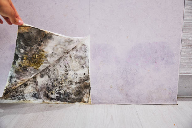 Best Local Mold Removal Service  in Seaville, NJ